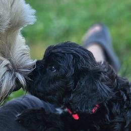 Pink collar - Black female Whoodle puppy in O'neill, Nebraska from Willowdale Doodles