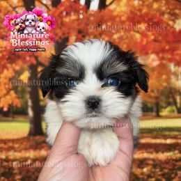 Adam - Piebald male Morkie puppy in Asheville, North Carolina from Miniature Blessings