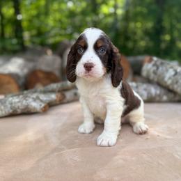 05 George dark blue collar - Liver white and tan male English Springer Spaniel puppy in Comer, Georgia from Stratton Spaniels