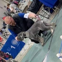 Standard Schnauzer puppies from Braveheart Standard Schnauzers