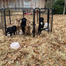 Goldendoodle Puppies from Golden Cuddle Pups