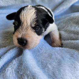 Aram - Parti male Miniature Schnauzer puppy in Crosby, Texas from Raisin' the Woof Schnauzers