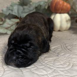 Purple Female - Black brindle female Cane Corso puppy in Princeton, Indiana from C&M Cane Corso