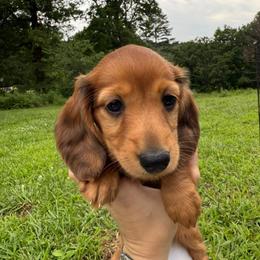 Merida - Red female Dachshund puppy in Mountain Grove, Missouri from Boot Scootin Pups