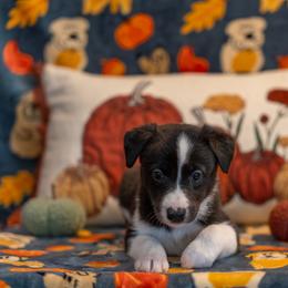 Border Collie, Papillon, Sporty Mix, and Whippet Puppies from Old Hemp Border Collies / Open Horizon Sport Dogs