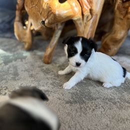 Boy 2 - White black and tan male Papillon puppy in Shirley, Arkansas from Lucky Pups