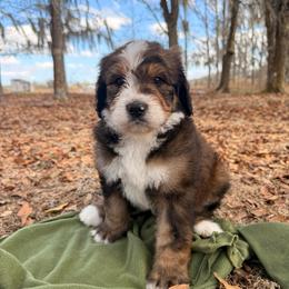 Atlas - Sable male Bernedoodle puppy in Fort Meade, Florida from Baldwin Dood Ranch