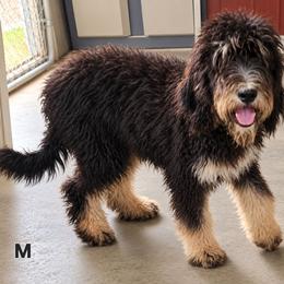 Sweet Pup's Fudge Swirl - Black and white male Bernedoodle puppy in North Zulch, Texas from Sweet Pup Schnauzers