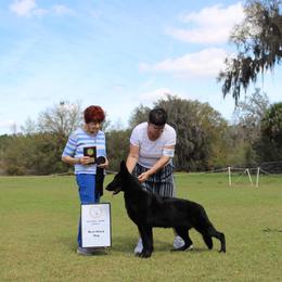 German Shepherd Puppies from Wolves Den Ranch
