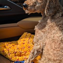 Patch - Apricot male Goldendoodle puppy in Marion, Ohio from Doodles & Doxies