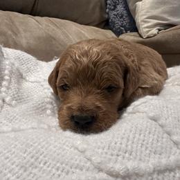 Blaze - Apricot male Goldendoodle puppy in Graham, North Carolina from Geise Meadow Doodles
