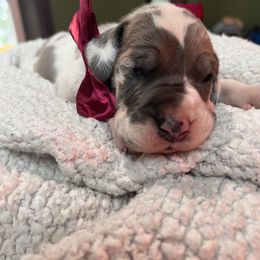 Boy 1 - Harlequin Great Dane puppy in Michigan from Garrow Danes House of Blues