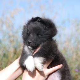 Shetland Sheepdog Puppies from Twin Cedar Shelties