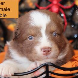 Bowser - Red tri-color male Australian Shepherd puppy in Squaw Valley, California from A&M Australian Shepherds