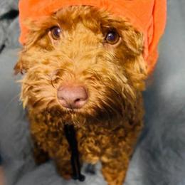 Rio - Poodle