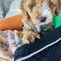 Cavapoo, Cockapoo, Goldendoodle, and Maltipoo Puppies from Perdue Puppies