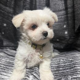 Rosie - White female Maltipoo puppy in Chariton, Iowa from Mia Lucky Home