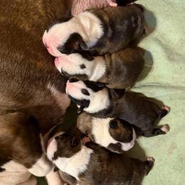 Girl 1 - Brindle and white female Boston Terrier puppy in West Liberty, Kentucky from 3B Kennels-Beth’s Best Boston’s