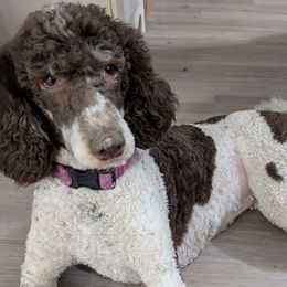Reylullah - Poodle