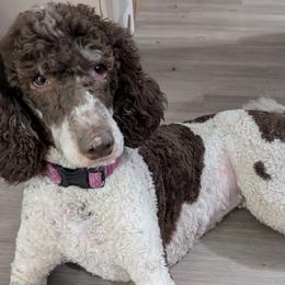 Reylullah - Poodle