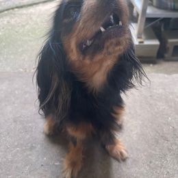 Queen Elizabeth - Cavalier King Charles Spaniel