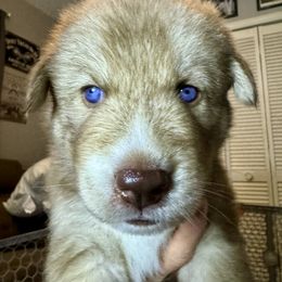 Siberian Husky Puppies from Southern Siberian Huskies of SW Florida