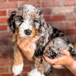 Rowan - Merle male Bernedoodle puppy in Ammon, Idaho from Little Stone Bernedoodles