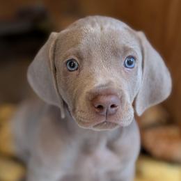 Sargeant - Silver gray male Weimaraner puppy in Rancho Cucamonga, California from Freehart's Weimaraners