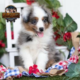 Ovation - Blue merle female Miniature Australian Shepherd puppy in Granbury, Texas from Best Little Aussies