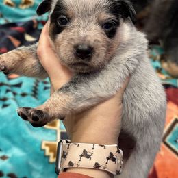 Australian Cattle Dog Puppies from Hangin R Kennels