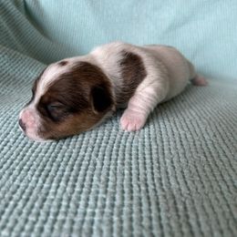Female 2 - Tri-color female Russell Terrier puppy in Zim, Minnesota from ZimBogWay Acres