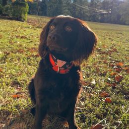 Millie - Boykin Spaniel