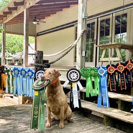 Mar - Chesapeake Bay Retriever