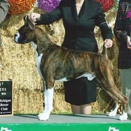 Sylvester  - Boxer