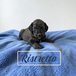 Ristretto - Sable male Poodle puppy in Ellenburg Center, New York from Kristin's Puppies