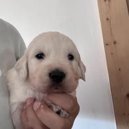 Pink - Light golden female Golden Retriever puppy in Wyoming from Great Basin BMD
