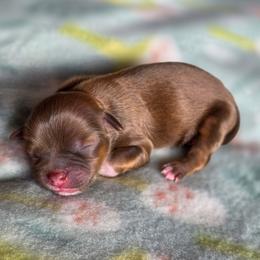 Hazel - Mint Green Collar - Liver female Shih Tzu puppy in Troy, Ohio from Ever After Tails