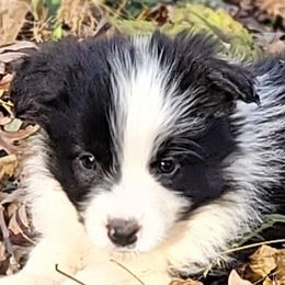 Boy 1 - Black male Border Collie puppy in Watkinsville, Georgia from Solaras Border Collies