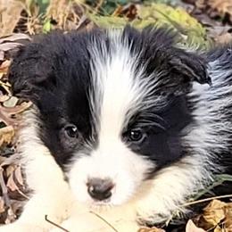 Boy 1 - Black male Border Collie puppy in Watkinsville, Georgia from Solaras Border Collies