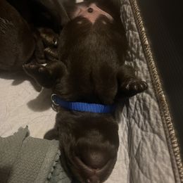 Labrador Retriever Puppies from Naomi's Labrador Retrievers
