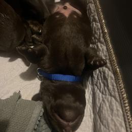 Labrador Retriever Puppies from Naomi's Labrador Retrievers