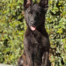 Gretchen - Black brindle female Dutch Shepherd puppy in San Jose, California from Brandon's Dutch Shepherds