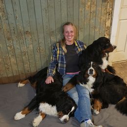 Bernese Mountain Dog All Grown Up from Black Forest Bernese