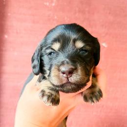 Daisy - Black and cream female Dachshund puppy in Sylvania, Alabama from Yancey’s Doxies