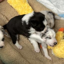 Border Collie Puppies from Roaring River Border Collies