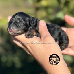 Black and Tan Boy 2 - Black and silver male Miniature Schnauzer puppy in Lake Placid, Florida from Love Giver Schnauzers