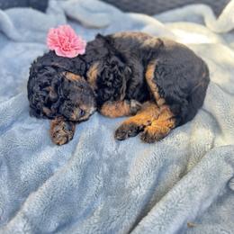 Angel - Phantom female Poodle puppy in Arroyo Grande, California from Central Coast Poodle Paws