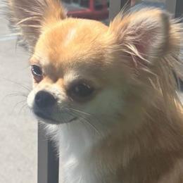 Lovey - Chihuahua