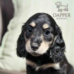 Clove - Black and cream female Dachshund puppy in Zephyrhills, Florida from Dapper Doxies
