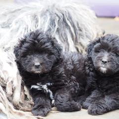 Bergamasco Sheepdog Puppies from Silver Pastori Bergamascos